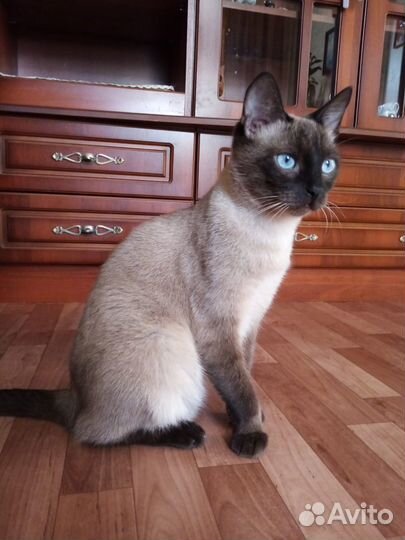 В добрые руки