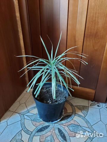 Драцена юкка,комнатное растение