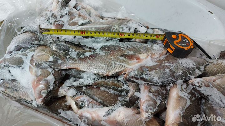 Рыба свежемороженая