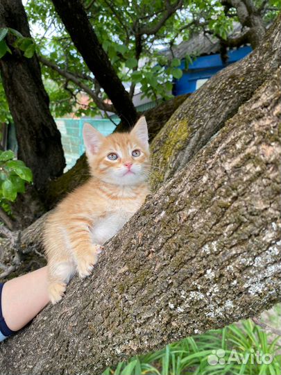Рыжий котенок