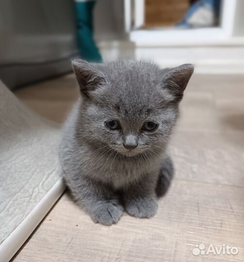 Британские котята