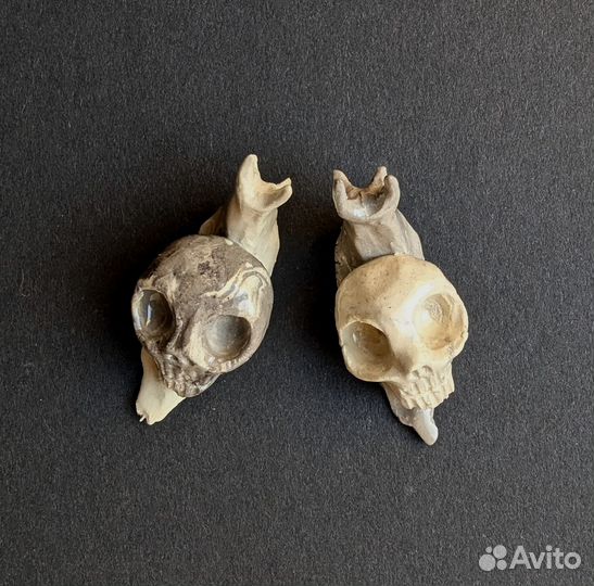 Улитки керамические