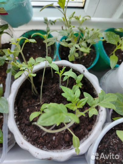 Рассада перцев, помидор и тыквы