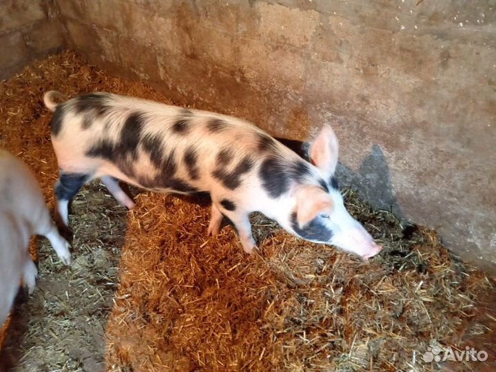 Свиньи живым весом