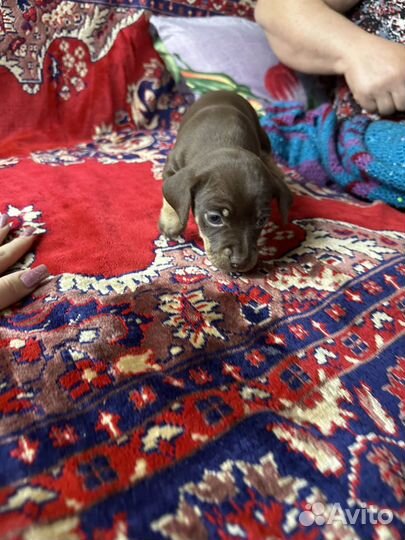 Щенки цвергпинчера