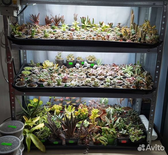 Суккуленты (более 300шт всегда в наличии)