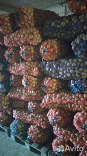 Картофель на корм скоту