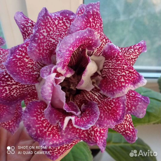 Глоксинии сортовые