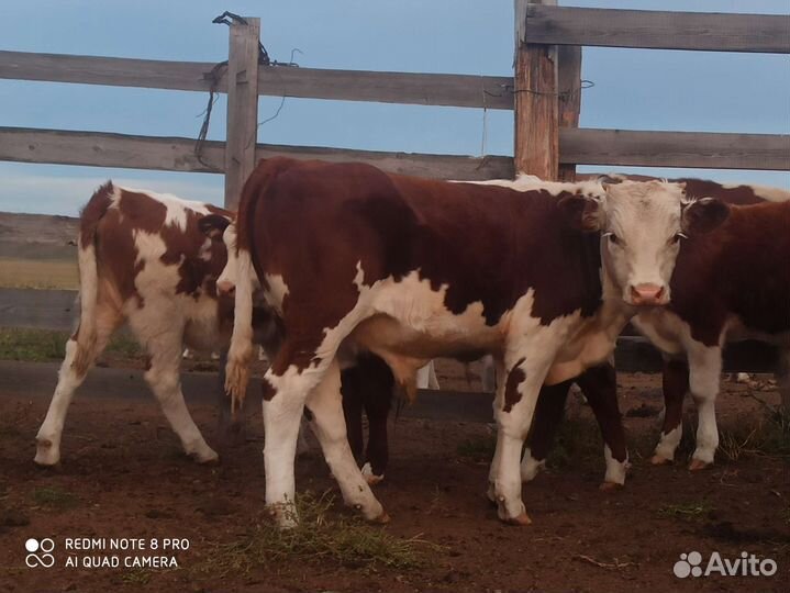 Бычки и телочки