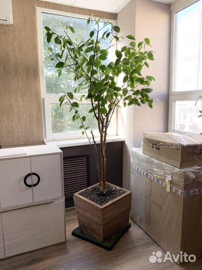 Лимонное дерево