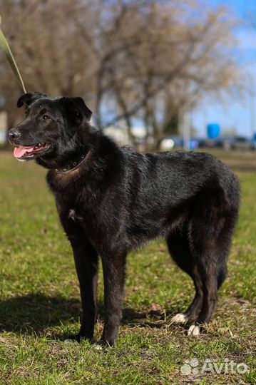 Берту сдали в приют как ненужную вещь