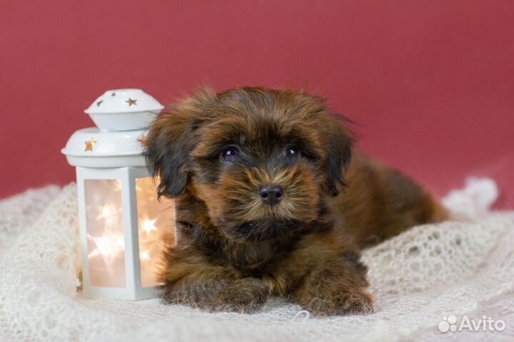 Бишон Хаванез или Гаванский Бишон