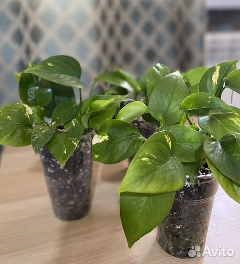 Комнатные растения цветы