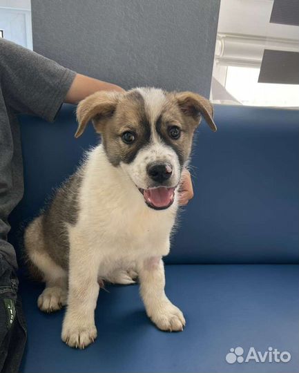 Милый щенок Локи ищет дом