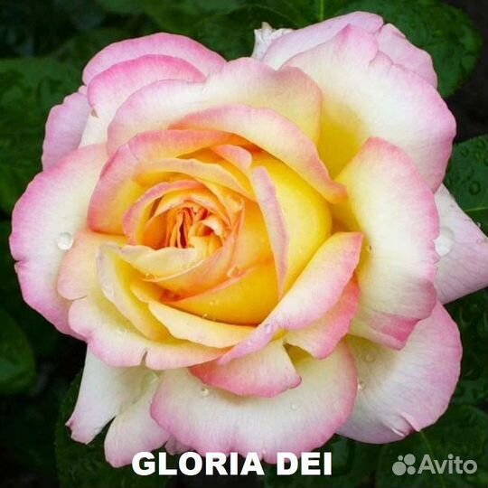 Роза саженцы для сада