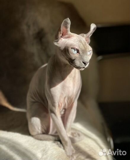 Канадский сфинкс девочка
