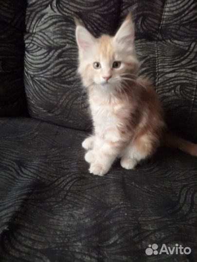 Котенок-девочка мейн-кун