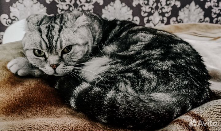 Британская кошка в дар