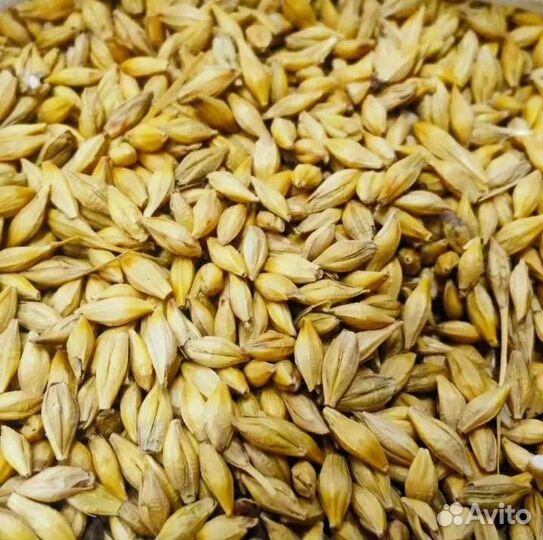 Зерно ячмень