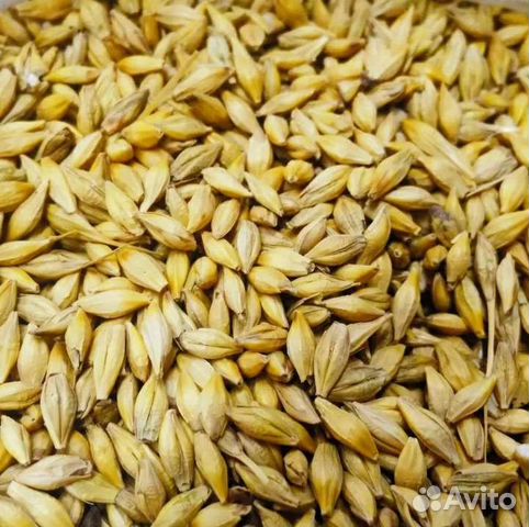 Зерно ячмень