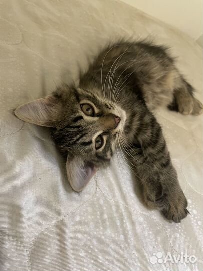 Котенок мальчик