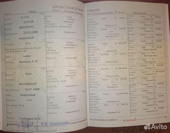 Продам выжловку Русской Гончьей