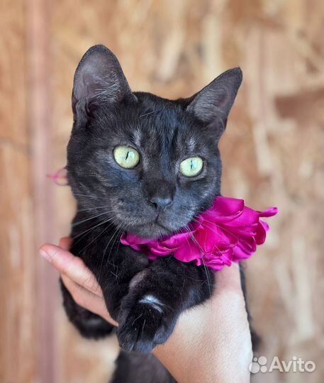 Черный кот Пиксель в дар