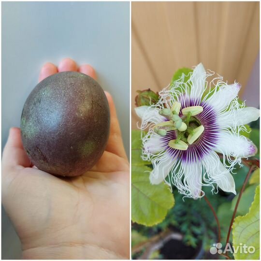Пассифлоры сортовые плодоносящие