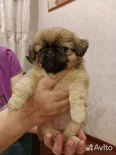 Щенки пекинеса