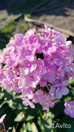 Флоксы многолетние