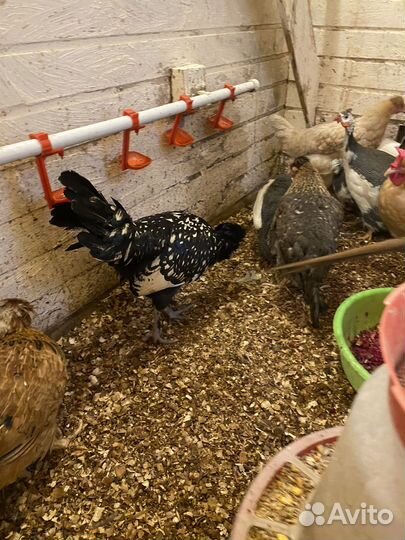 Петух русской хохлатой породы