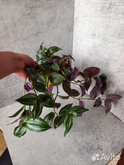 Традесканция зебрина