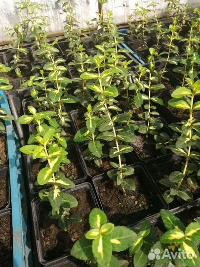 Саженцы декоративных растений