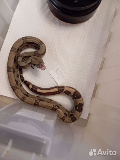 Императорский удав