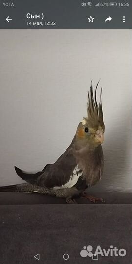 Попугай корелла девочка