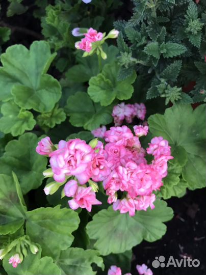 Пеларгония герань сортовая