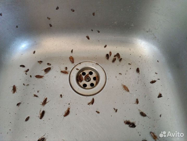 Уничтожение клопов. травля. Дезинфекция. Качество