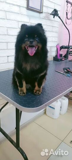 Маленькая прелесть салон стрижка собак и кошек