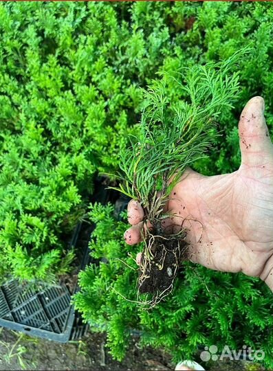 Туи Смарагд / от производителя