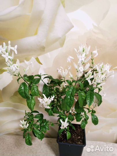 Уайтфельдия