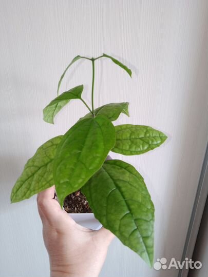 Клеродендрум госпожи томпсон