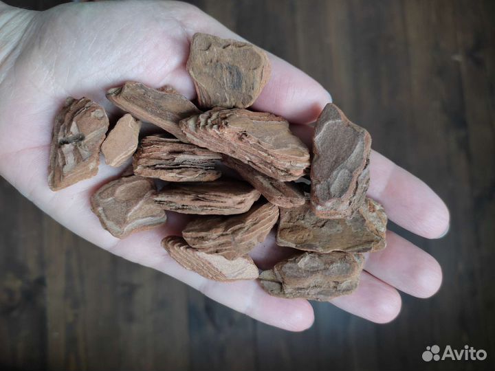 Кора сосны галтованная