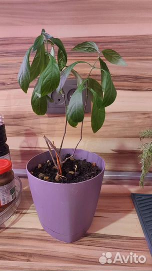 Пахистасис