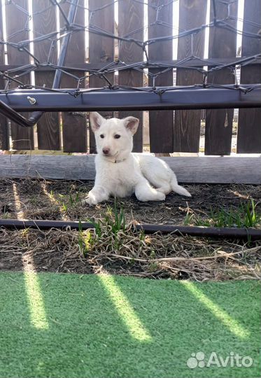 Щенки в добрые руки