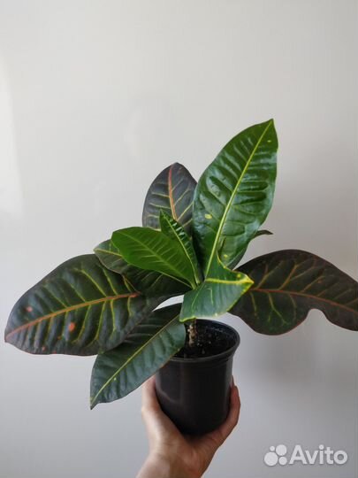 Кротон домашний цветок