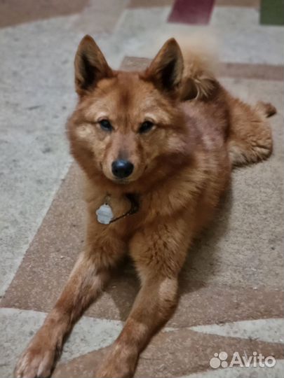 Собаки щенки