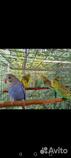 Птенцы 2мес Волнистого попугая