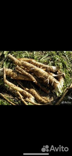 Корень хрена свежий