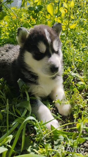 Щенки Сибирской Хаски