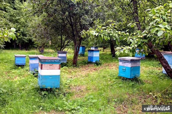 Ульи для пчел деревянные+ медогонка б/у 4 рамочная